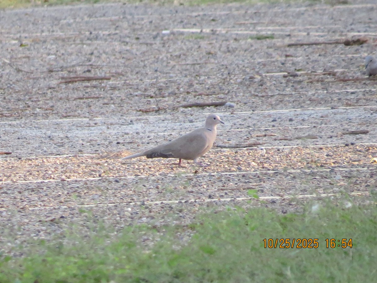 Eurasian Collared-Dove - ML644147463