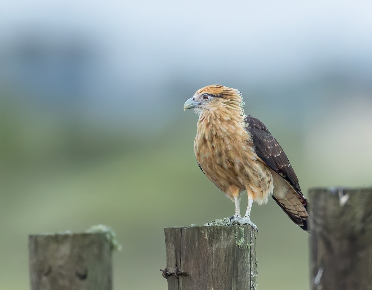 Yellow-headed Caracara - ML644147468