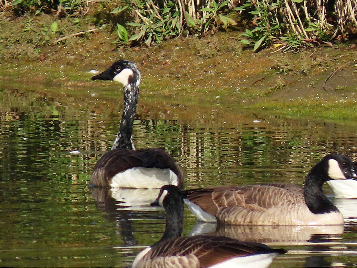 Canada Goose - ML644147476