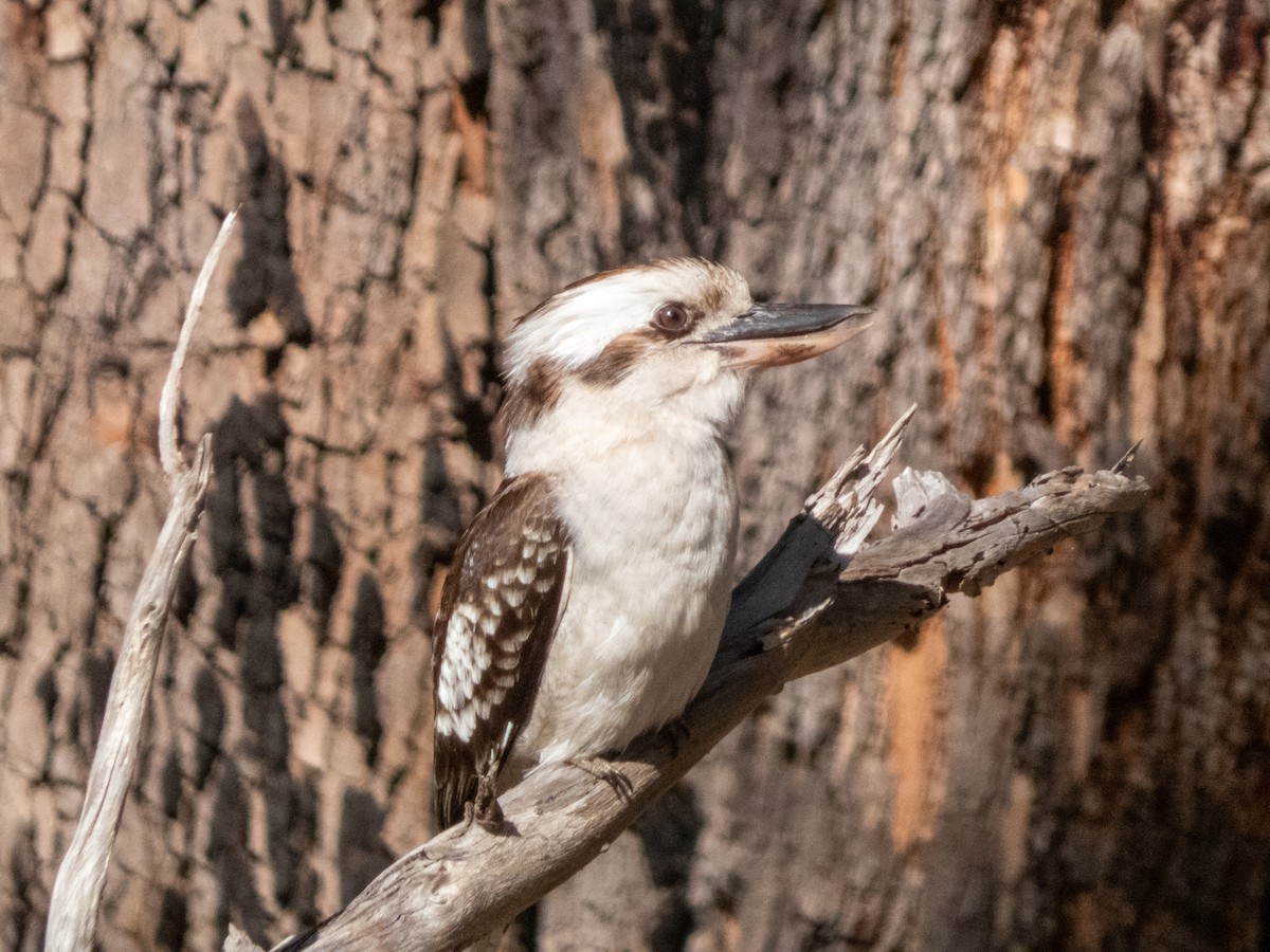 Laughing Kookaburra - ML644147477
