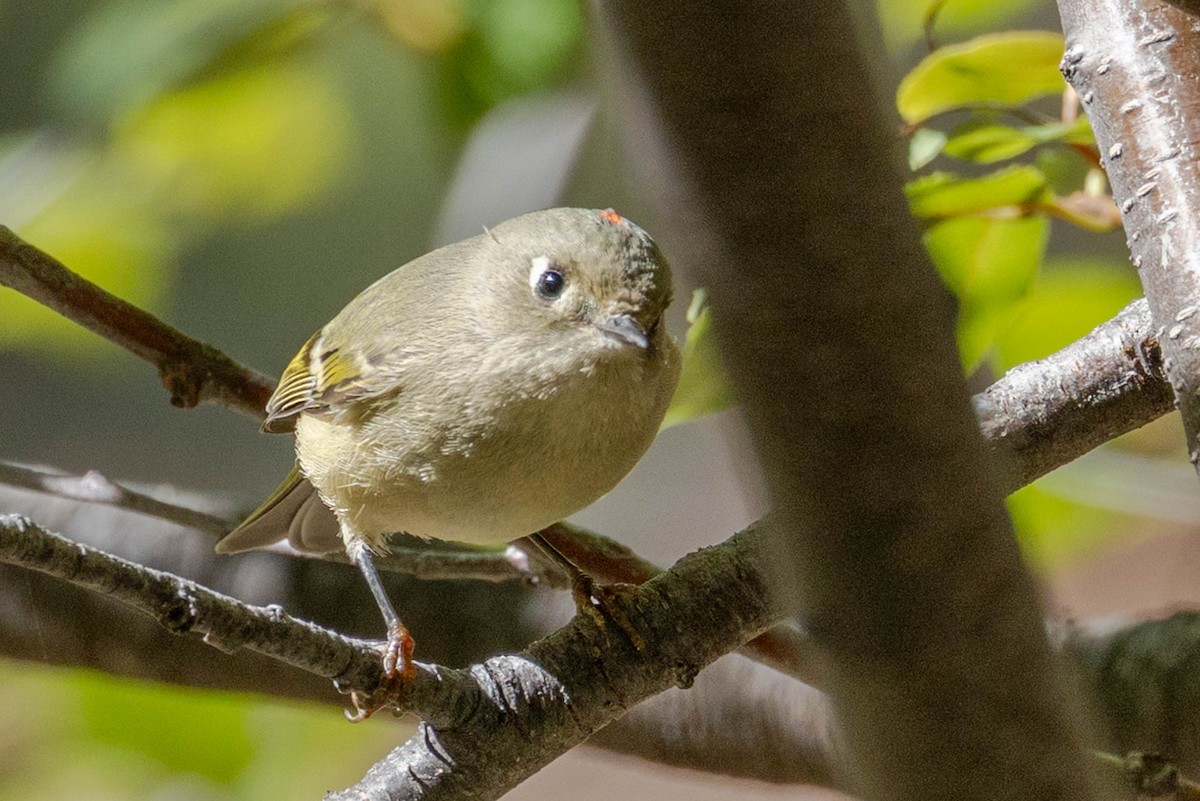 Ruby-crowned Kinglet - ML644147480