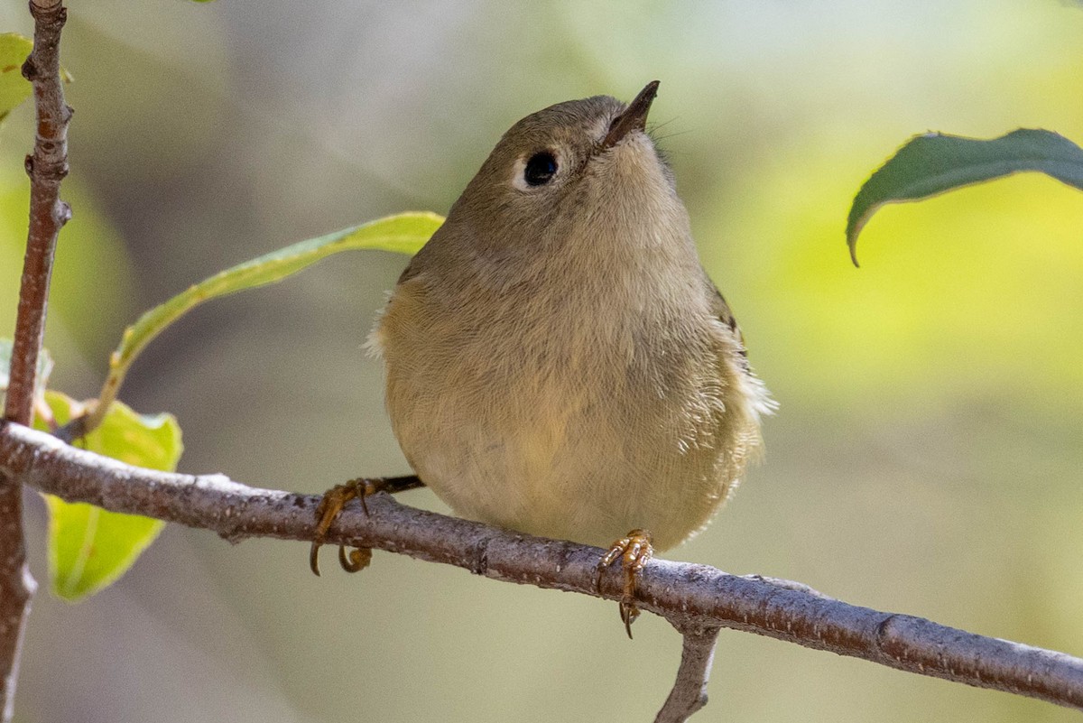 Ruby-crowned Kinglet - ML644147481