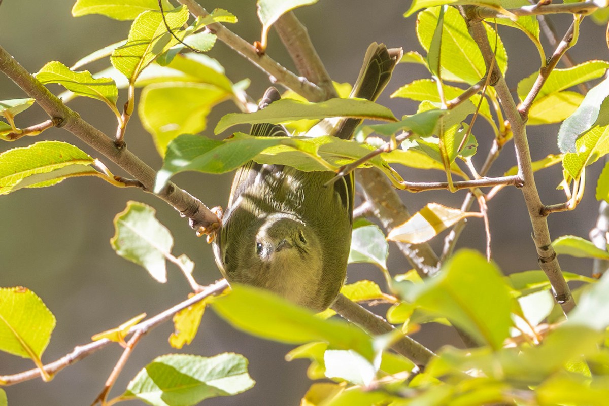Ruby-crowned Kinglet - ML644147482