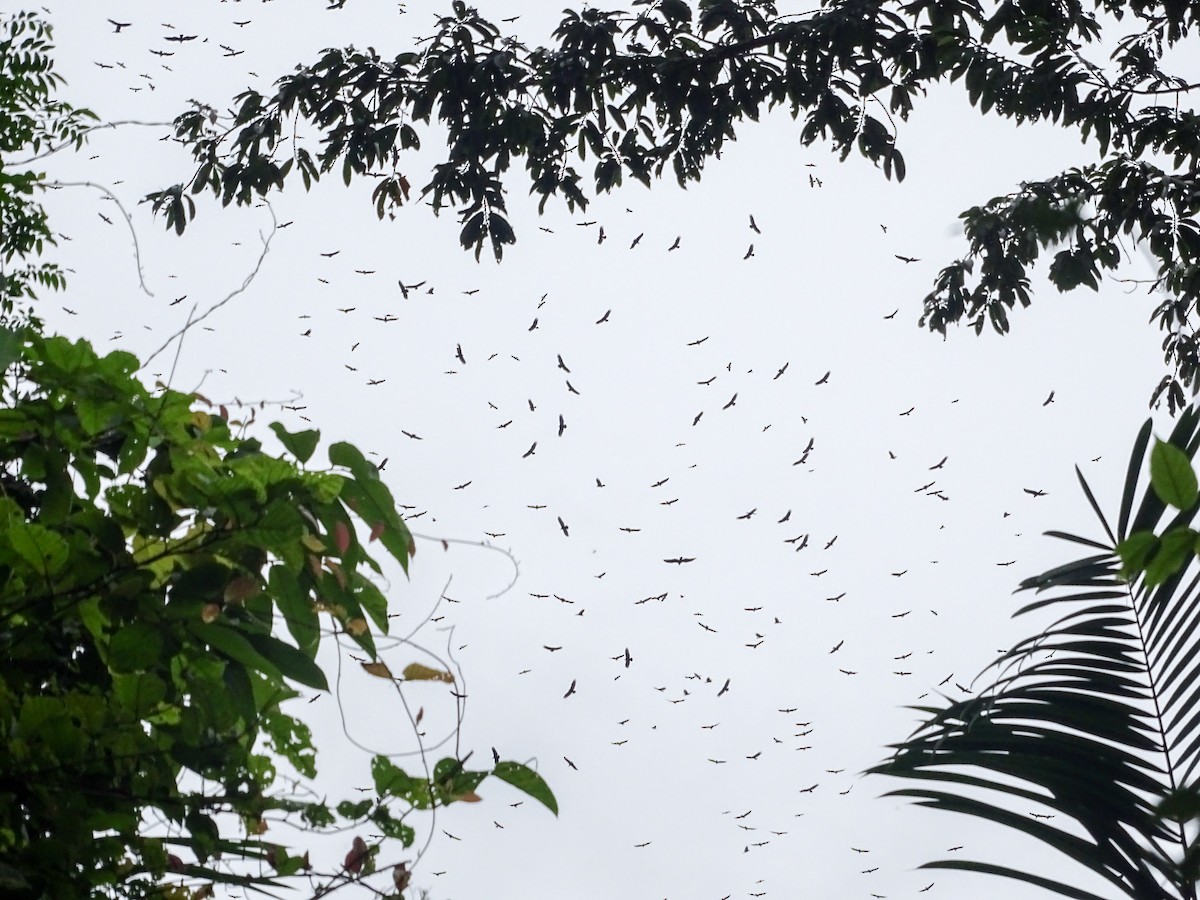 タカ科 - ML644147500