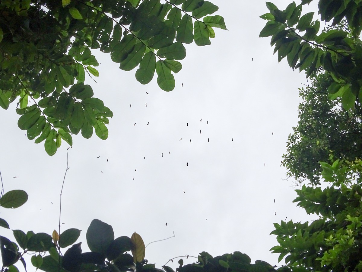 タカ科 - ML644147502