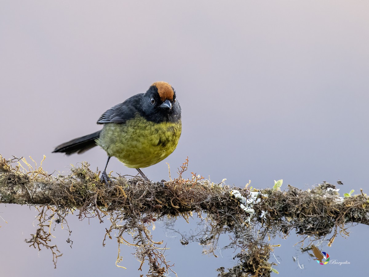 svartmaskekjerrspurv - ML644147506