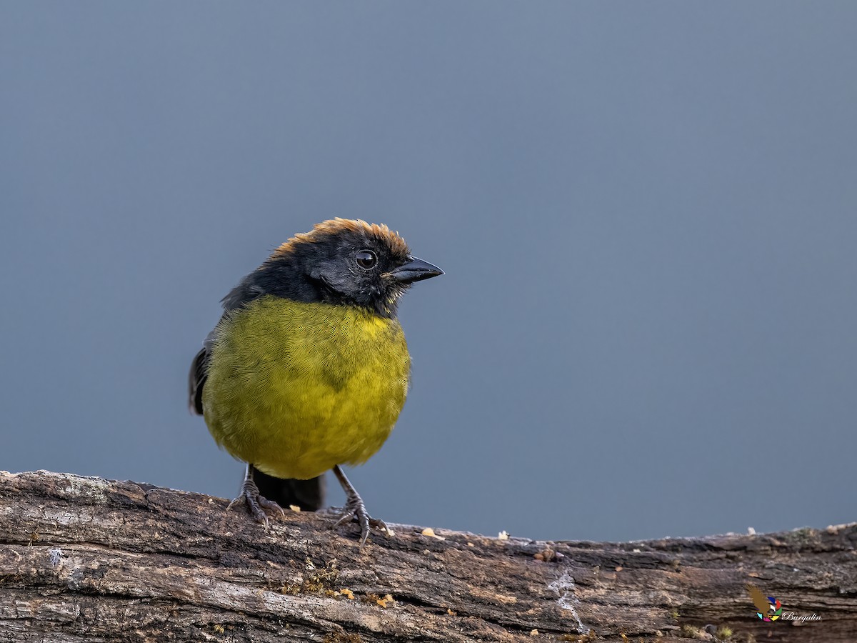 svartmaskekjerrspurv - ML644147507