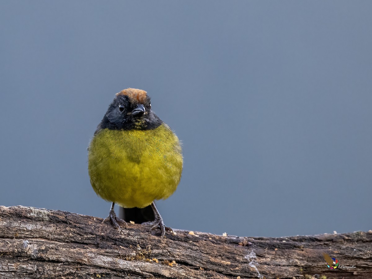 svartmaskekjerrspurv - ML644147508