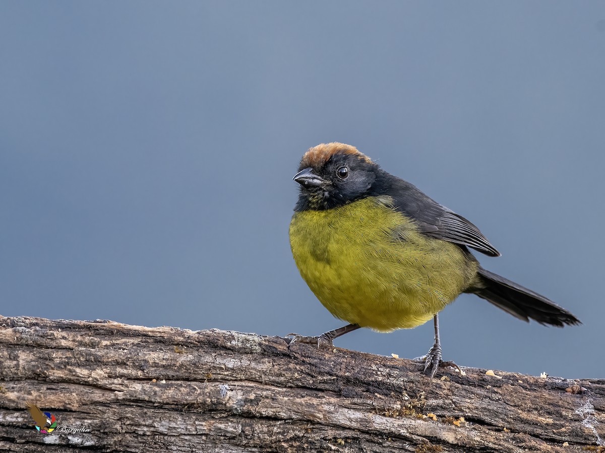 svartmaskekjerrspurv - ML644147509