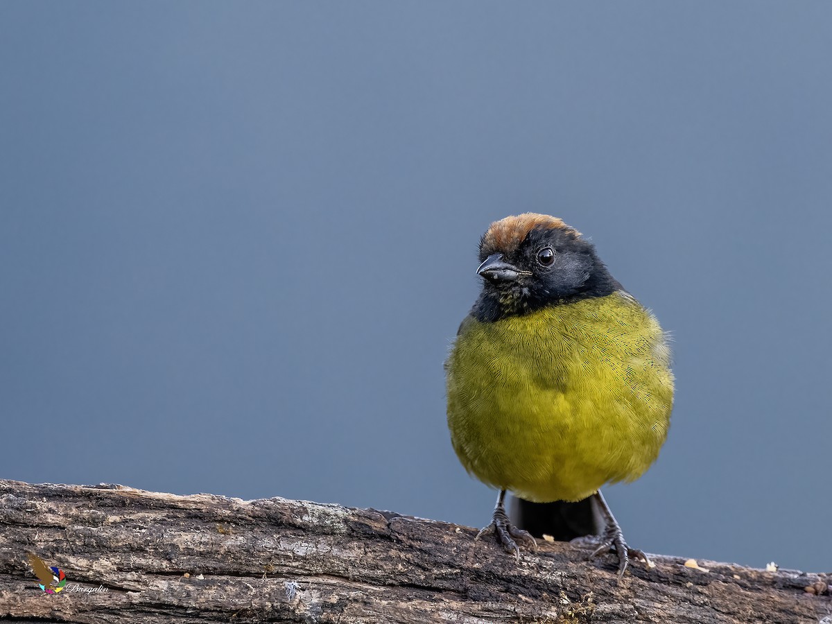 svartmaskekjerrspurv - ML644147510