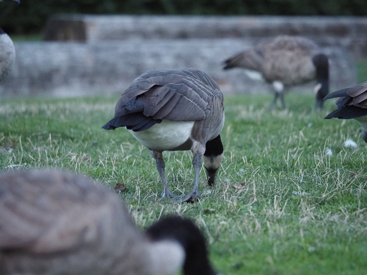 Canada Goose - ML644147511