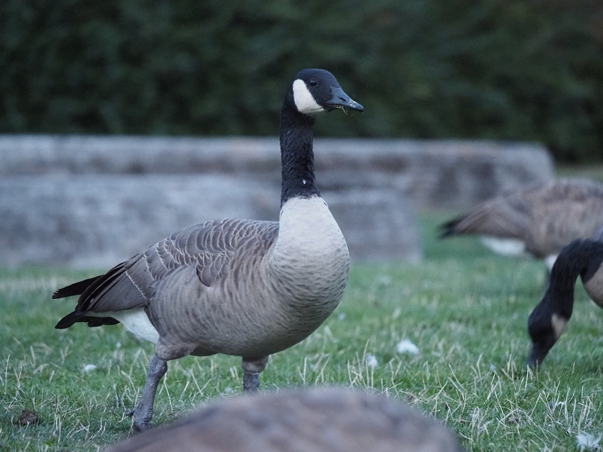 Canada Goose - ML644147512