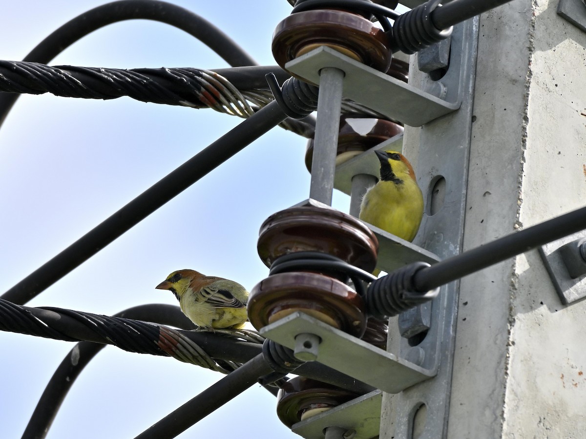 Plain-backed Sparrow - ML644147519