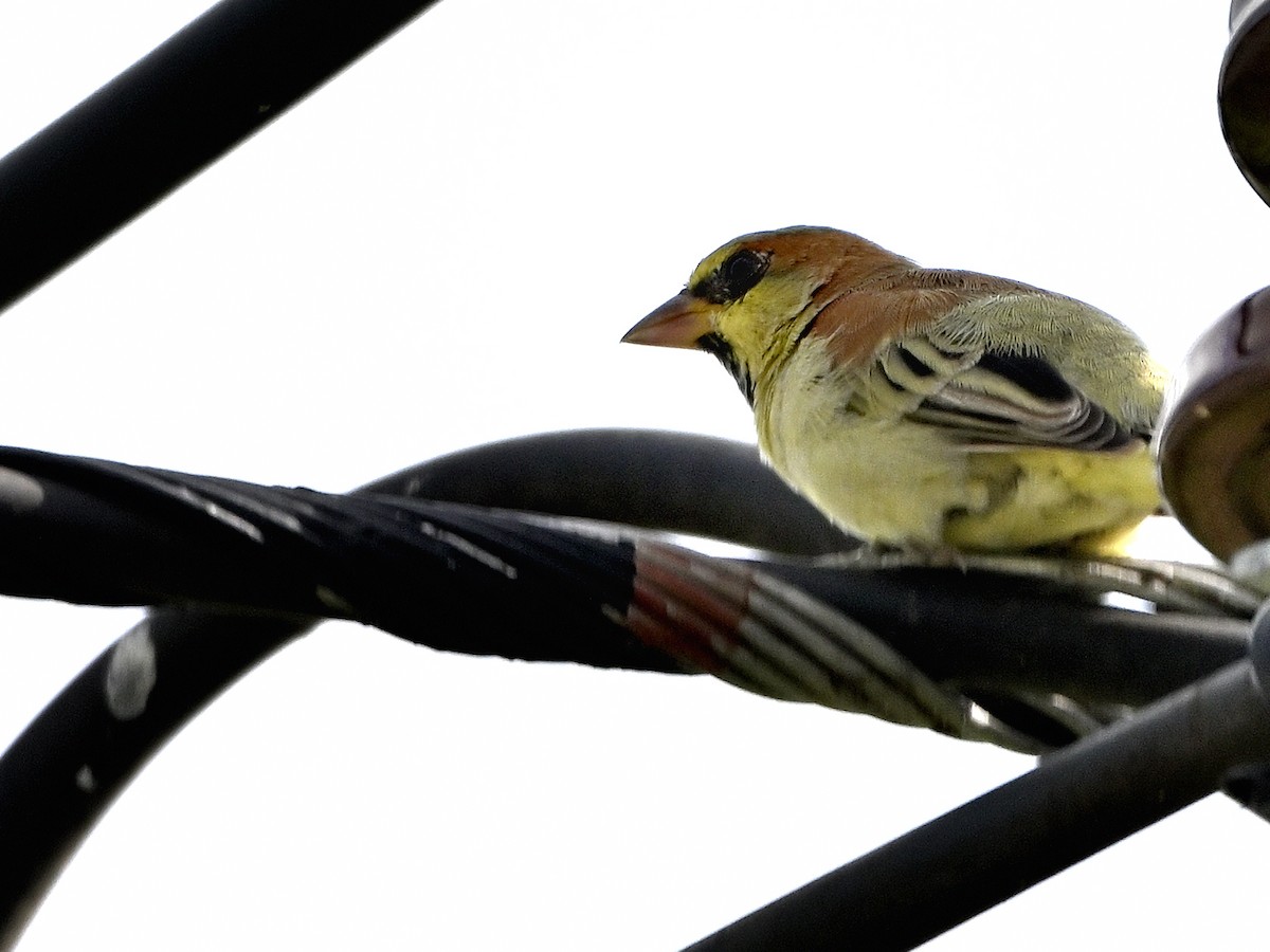 Plain-backed Sparrow - ML644147521