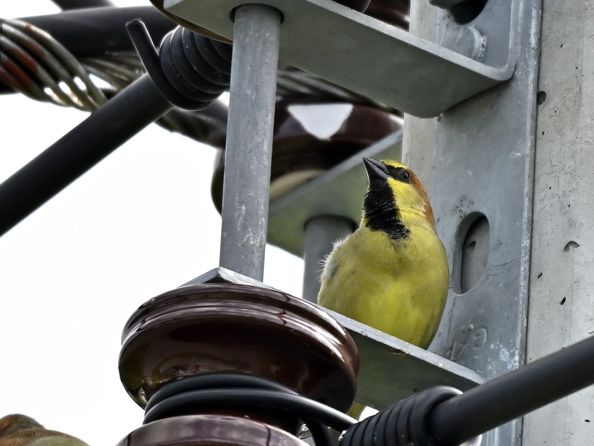 Plain-backed Sparrow - ML644147522