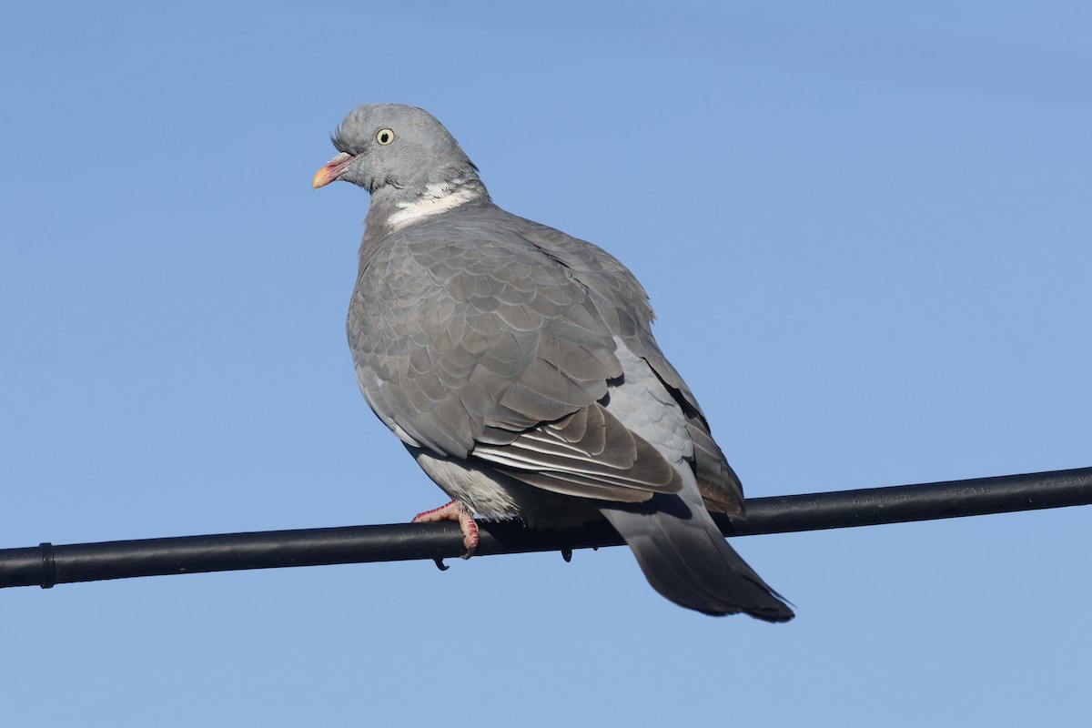 ringdue - ML644147523