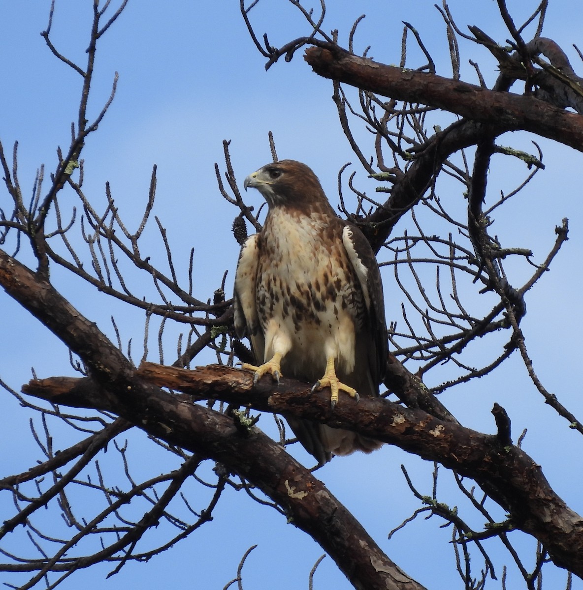 Red-tailed Hawk - ML644147530