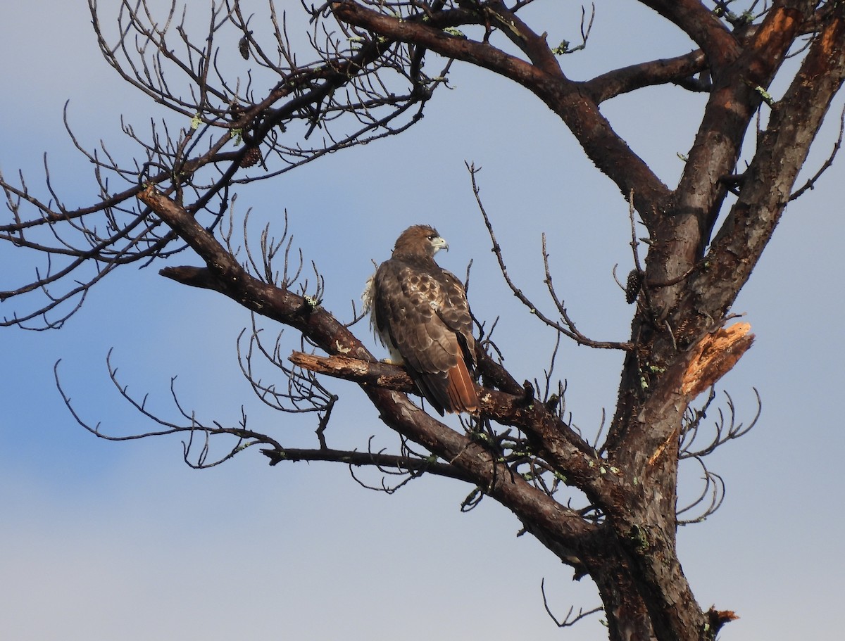 Red-tailed Hawk - ML644147531