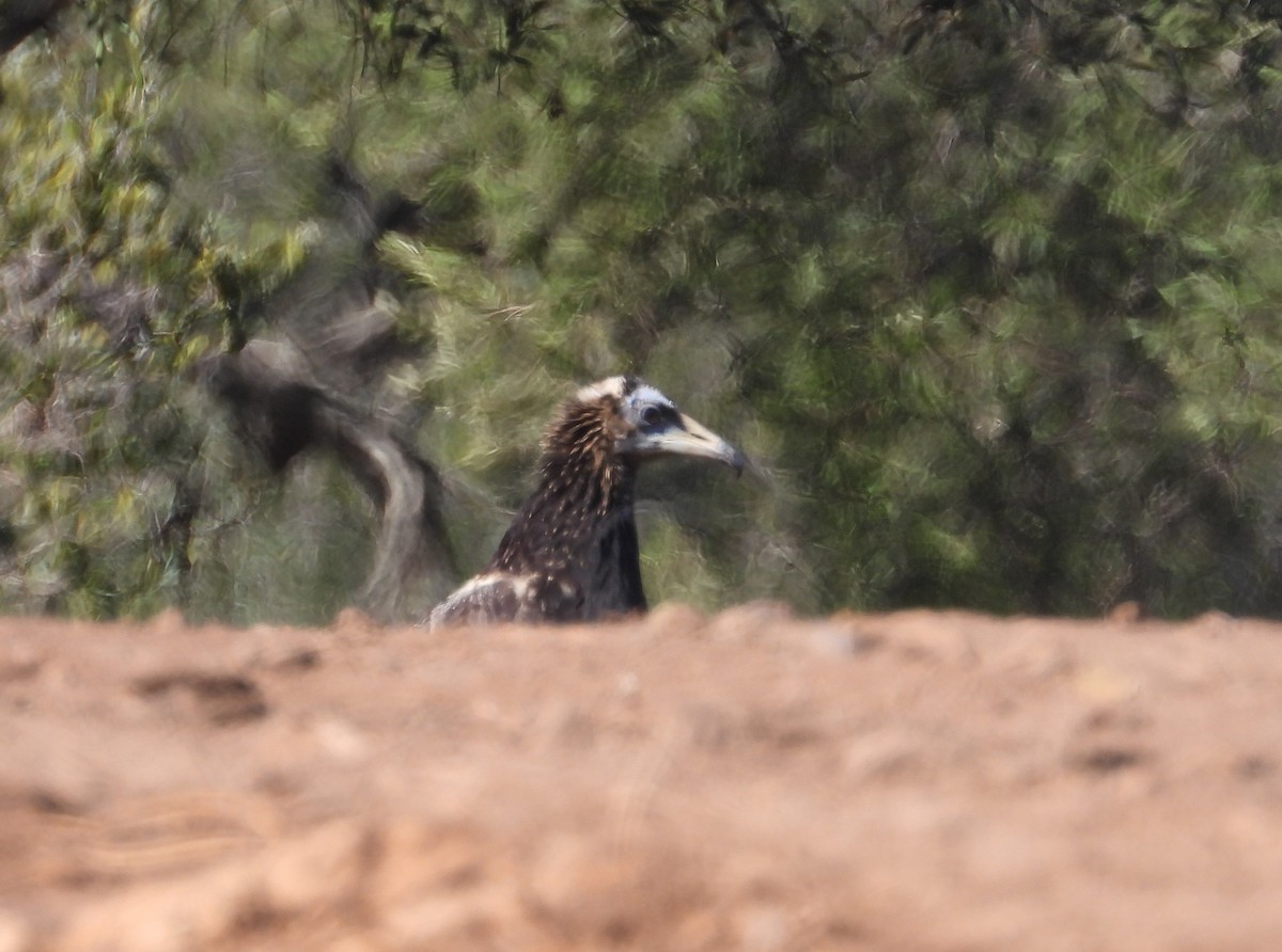 エジプトハゲワシ - ML644147541