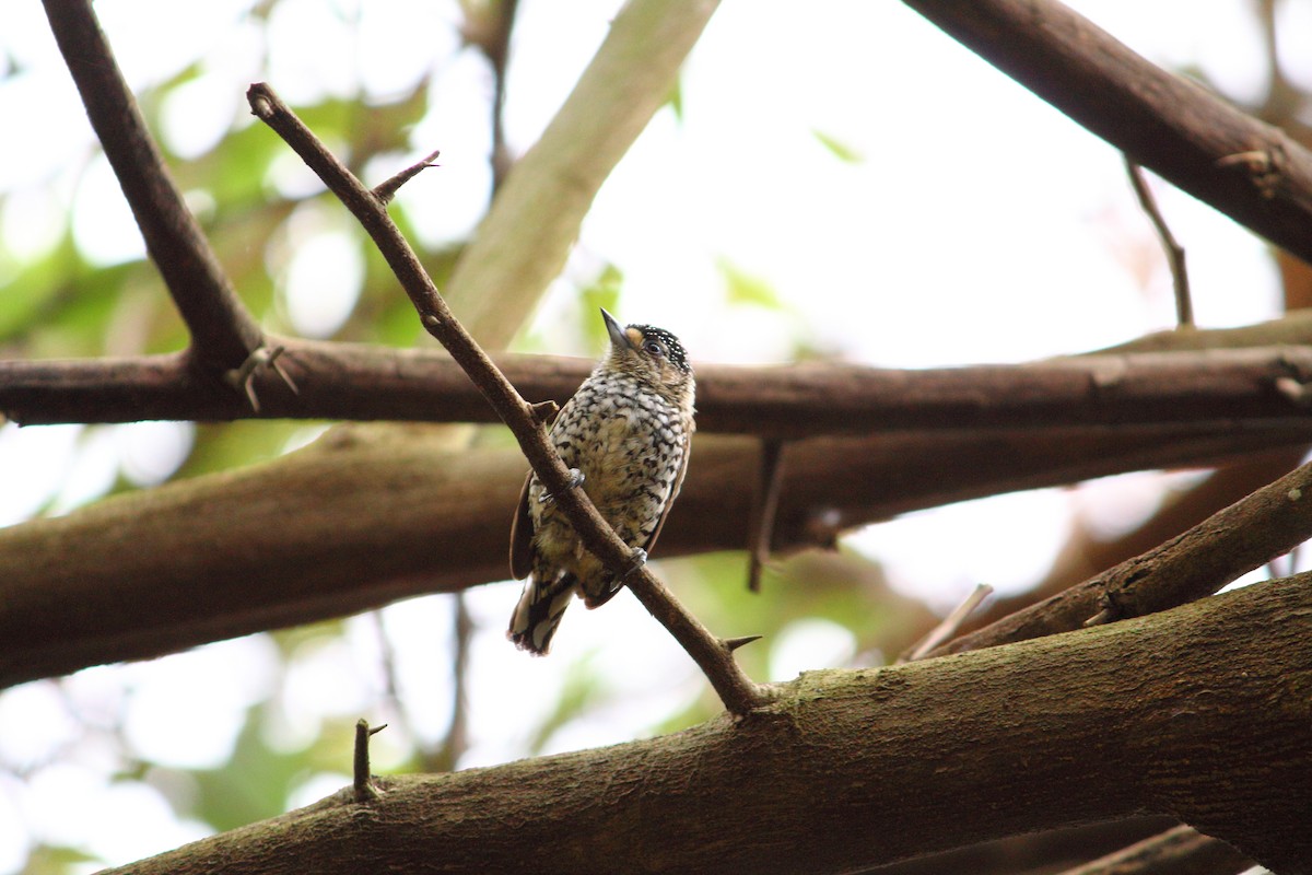 Zebrazwergspecht - ML644147544