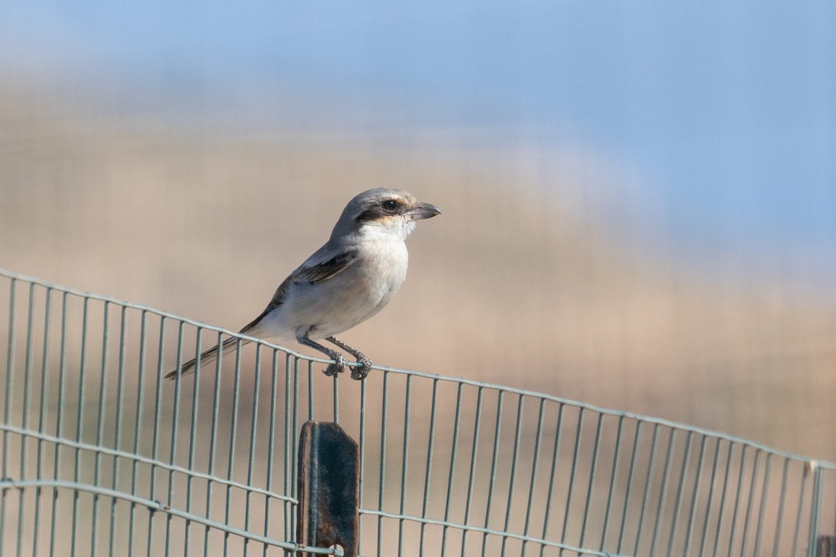 Great Gray Shrike - ML644147548