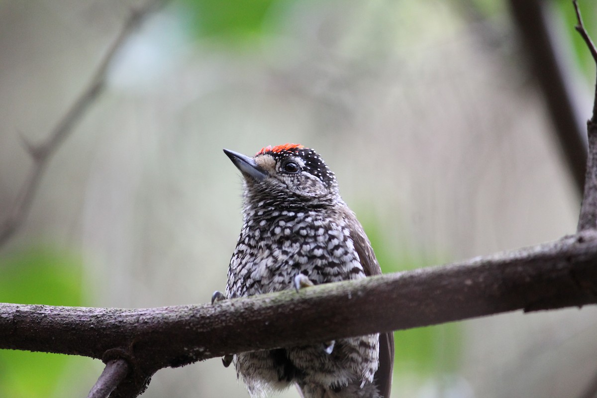 Zebrazwergspecht - ML644147554