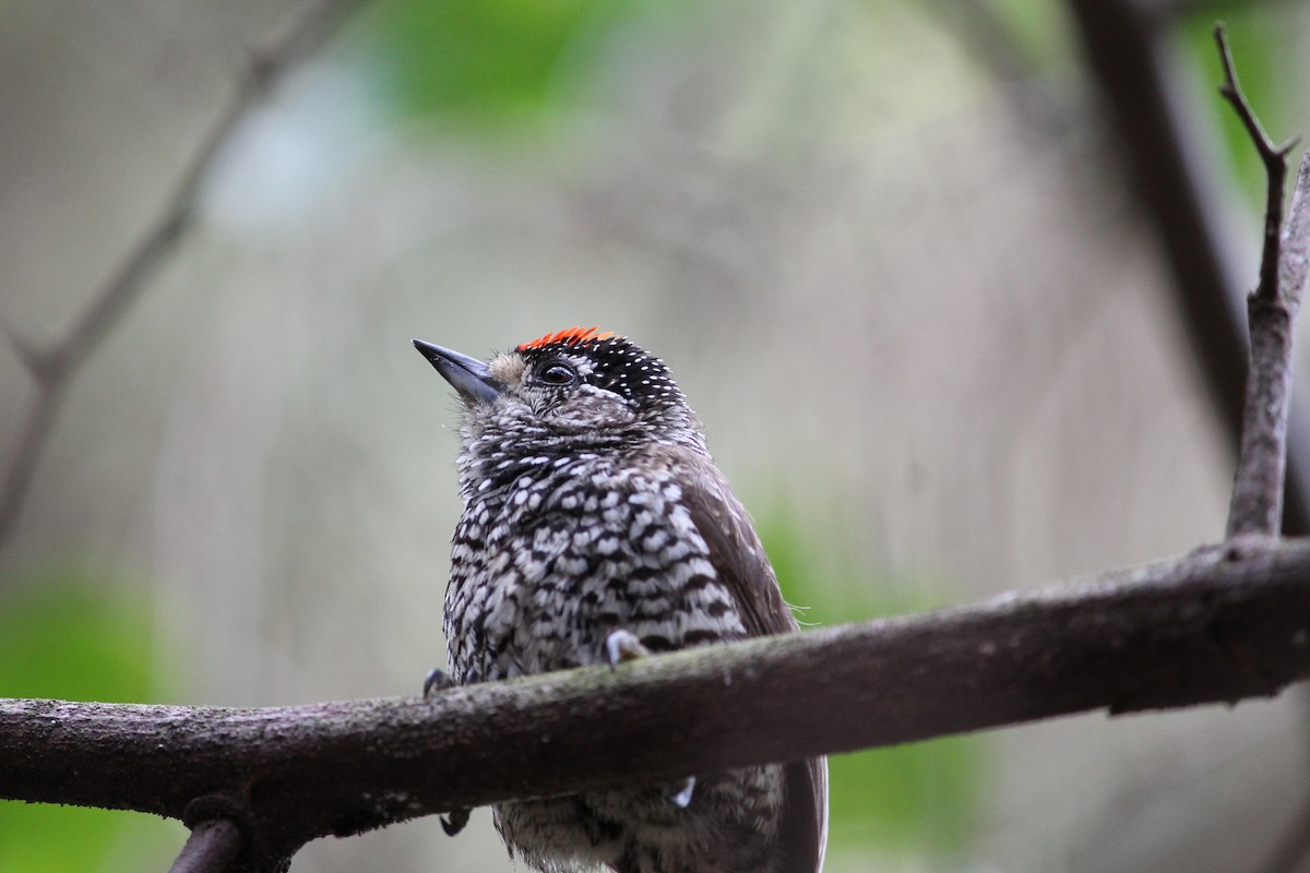 Zebrazwergspecht - ML644147555