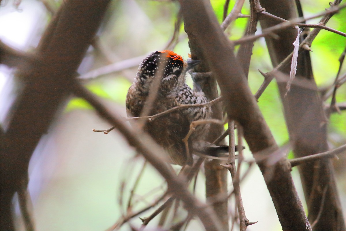 Zebrazwergspecht - ML644147556