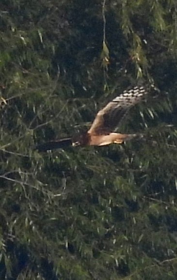 Northern Harrier - ML644147578