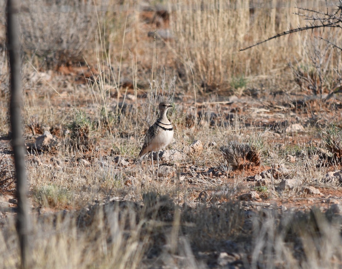 Double-banded Courser - ML644147582