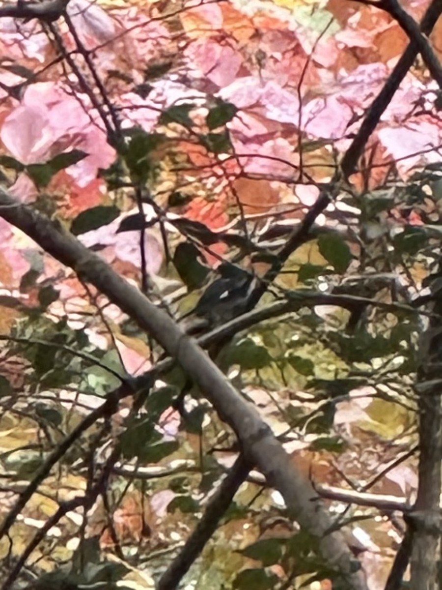 Paruline bleue - ML644147614