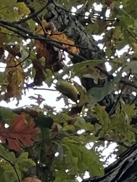 Paruline à joues grises - ML644147619