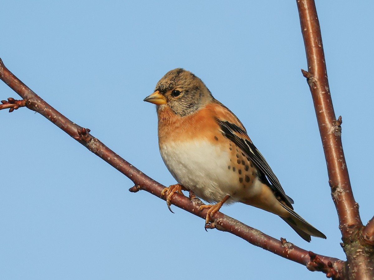 Brambling - ML644147621