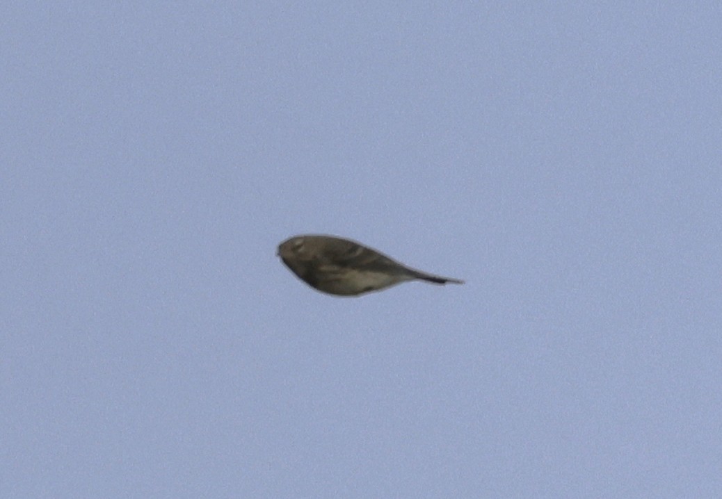 skjærpiplerke - ML644147631