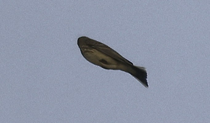 skjærpiplerke - ML644147632