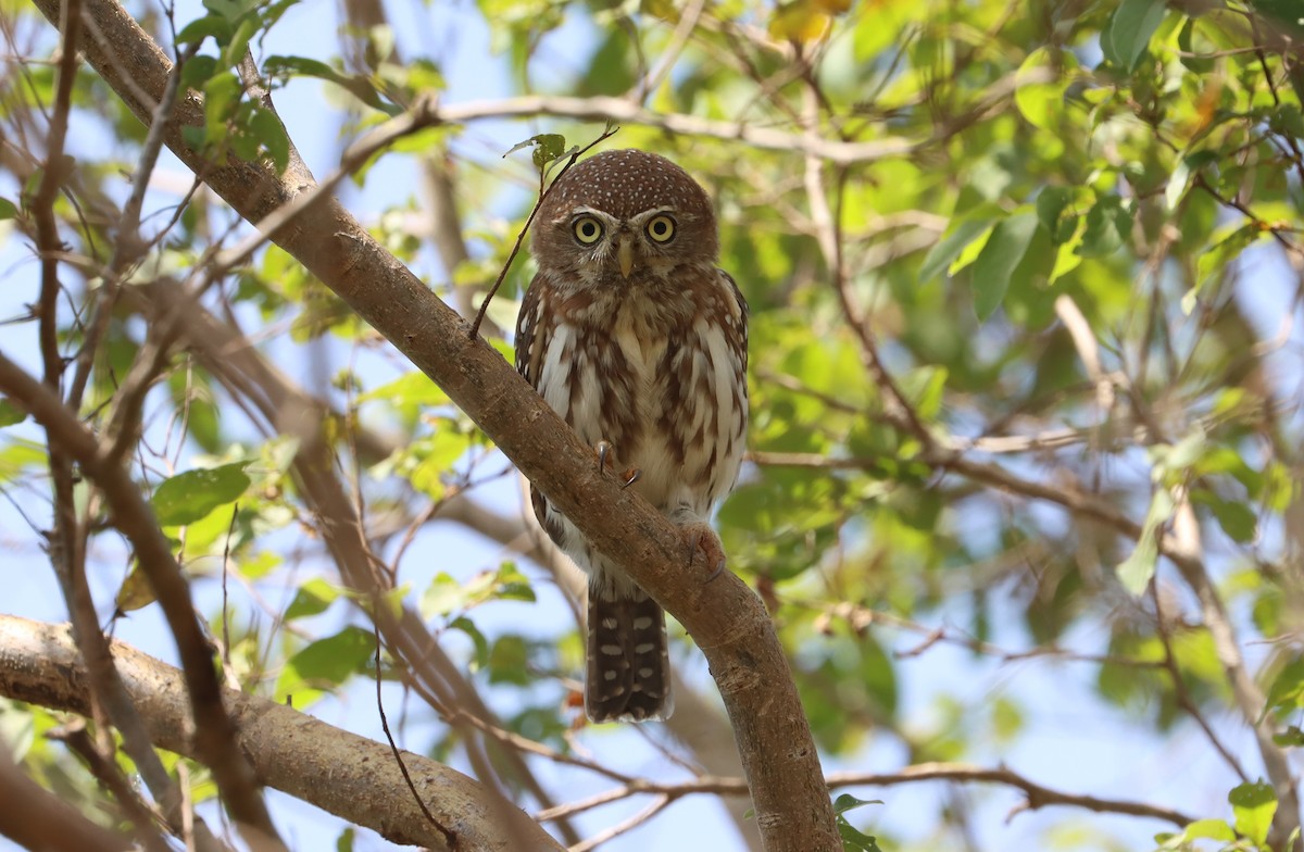Pearl-spotted Owlet - ML644147634