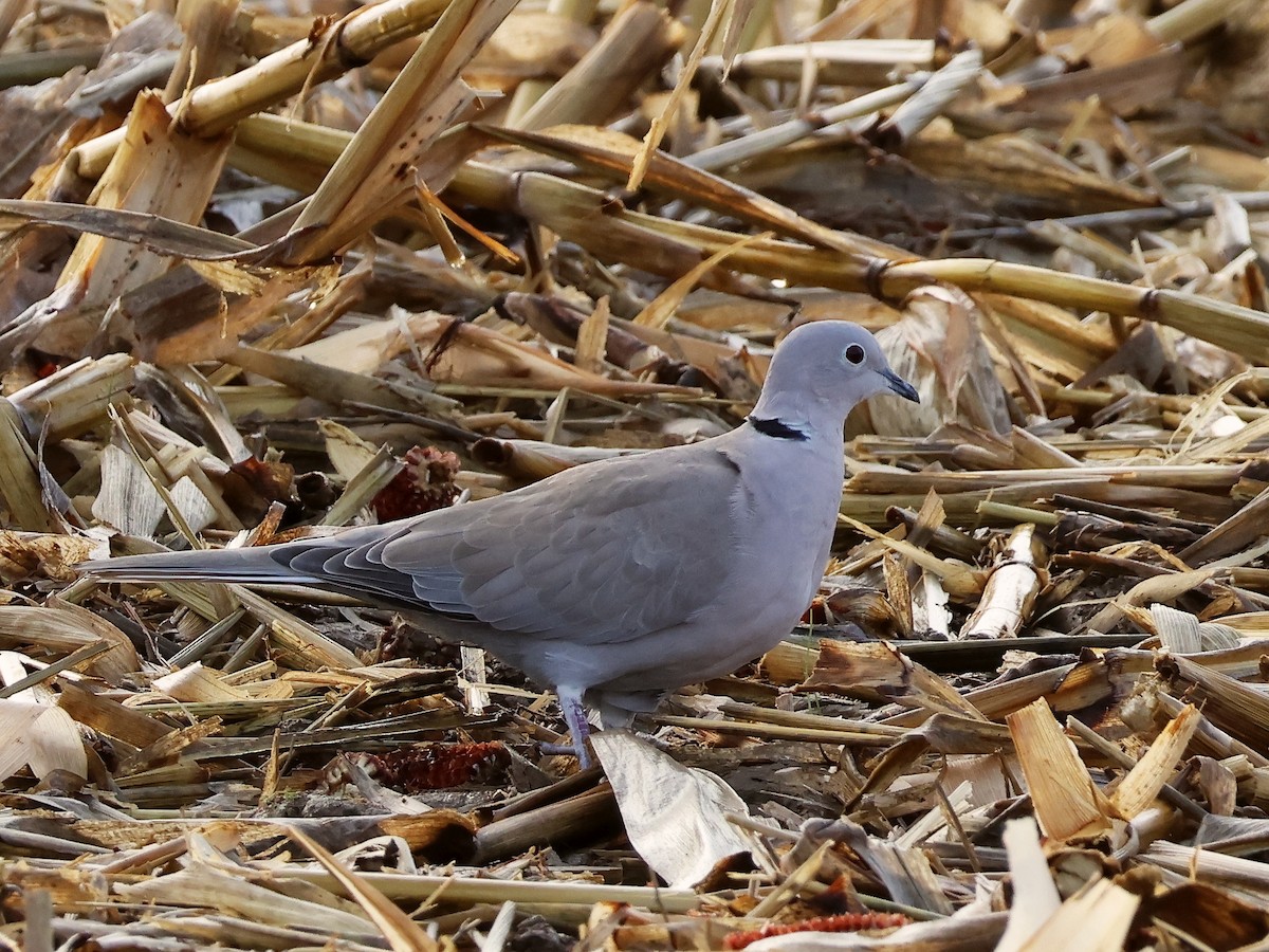 Eurasian Collared-Dove - ML644147648