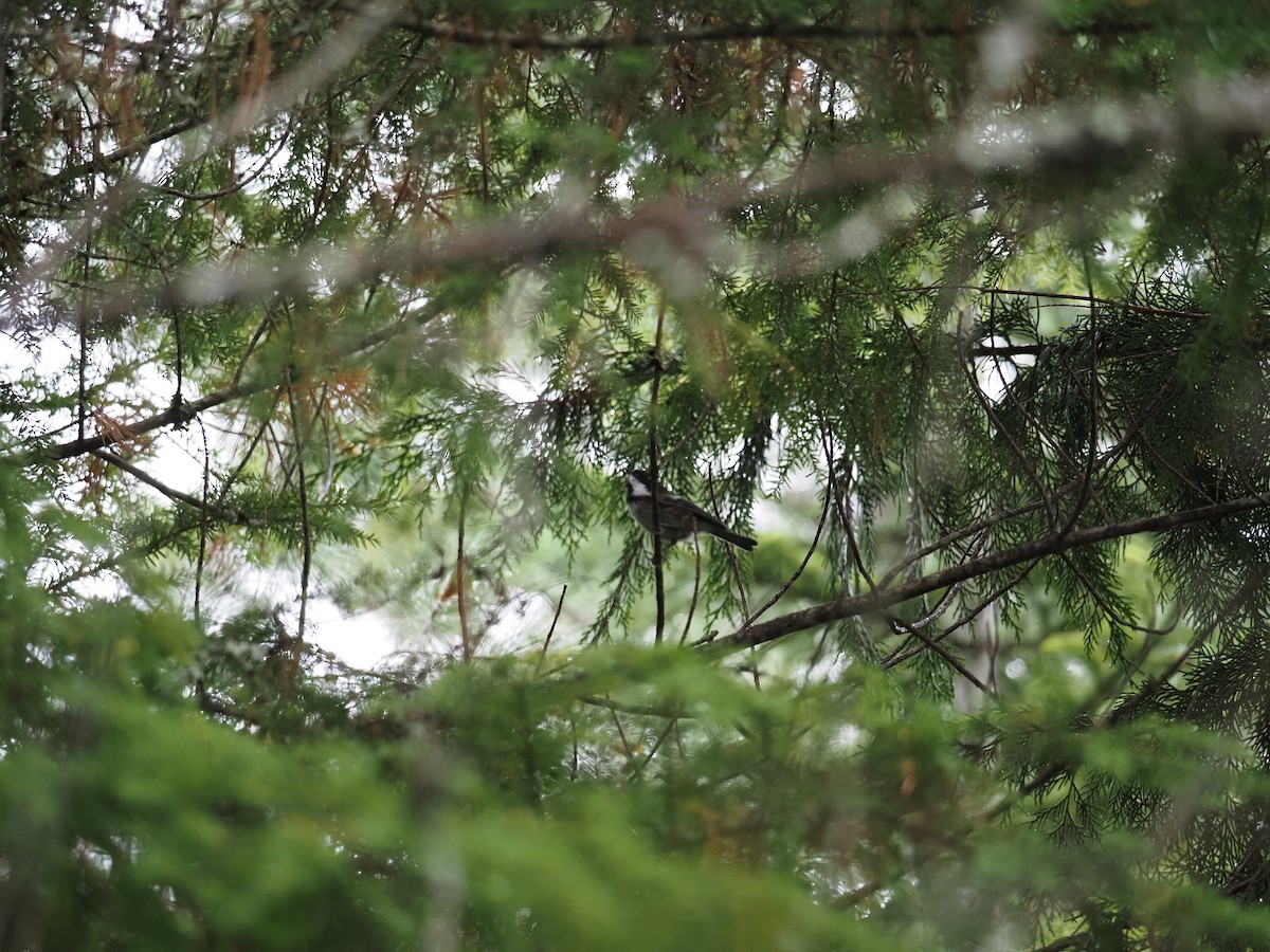 Mésange à dos marron - ML644147663