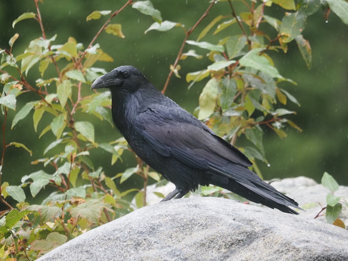 Grand Corbeau - ML644147673