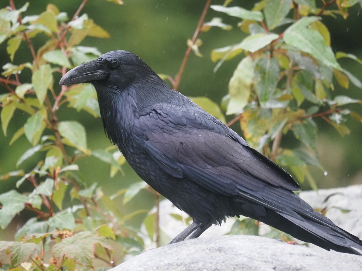 Grand Corbeau - ML644147675