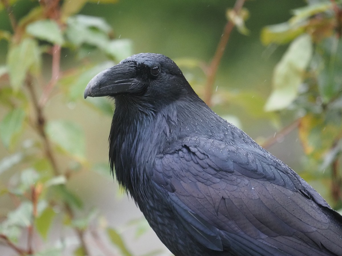 Grand Corbeau - ML644147676