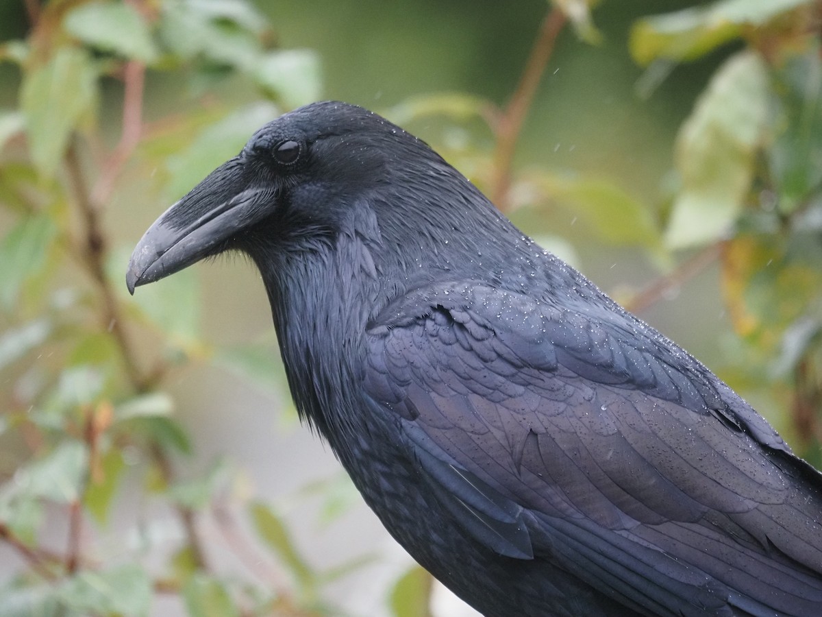 Grand Corbeau - ML644147677