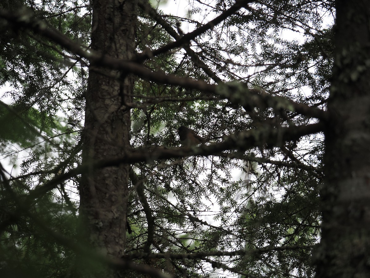 Junco ardoisé - ML644147698