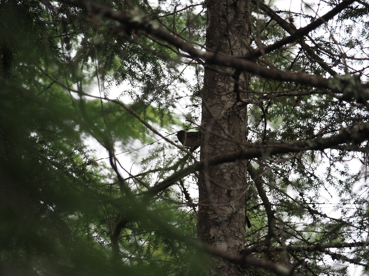 Junco ardoisé - ML644147699