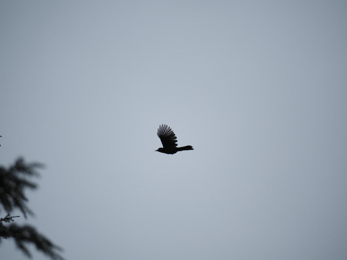 Geai de Steller - ML644147710