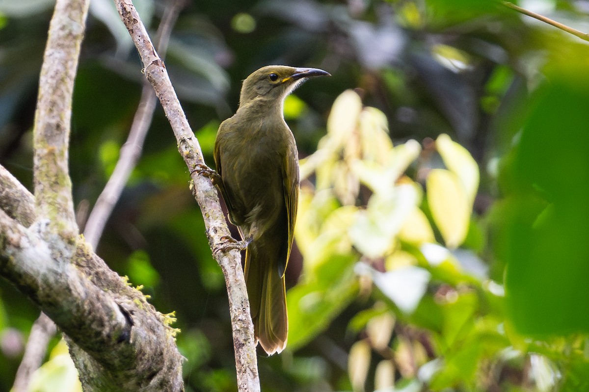 Méliphage de Viti Levu - ML644147715