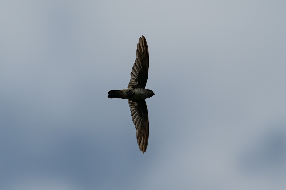 White-rumped Swiftlet - ML644147717