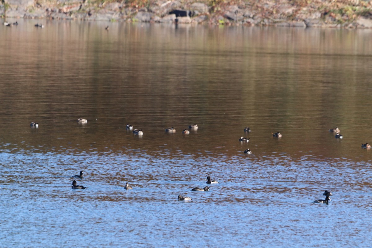 Ruddy Duck - ML644147730