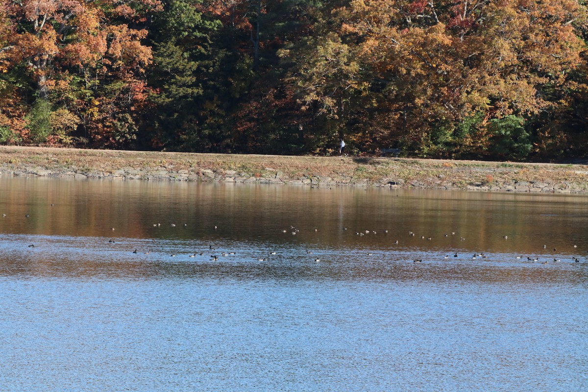 Ruddy Duck - ML644147731