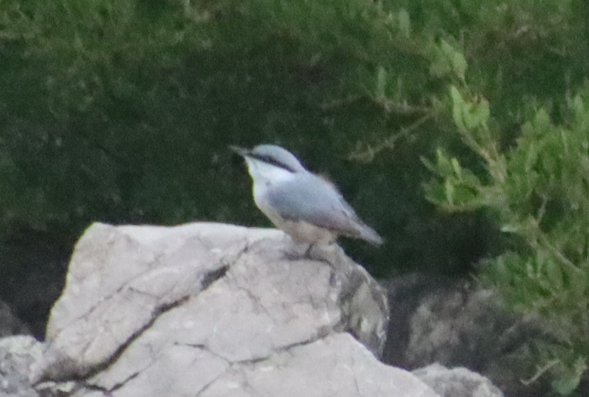 Sittelle de Neumayer - ML644147732